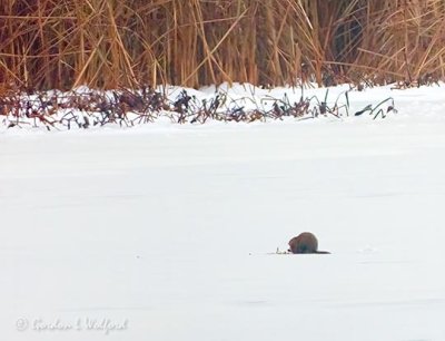 Distant Beaver On Ice DSCN86853