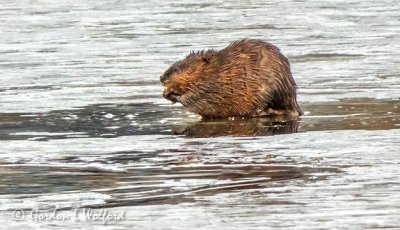 Beaver On Ice DSCN87289-90