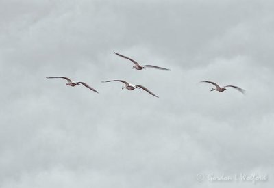 Four Trumpeter Swans In Flight DSCN87325