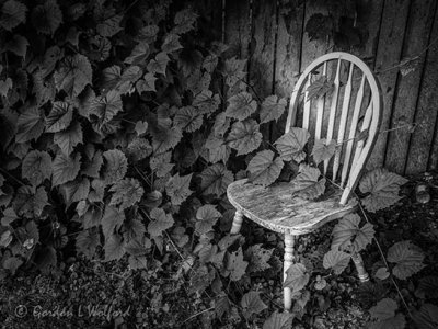 Chair In Ivy DSCF02111BW