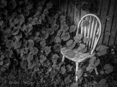 Chair In Ivy DSCF02111