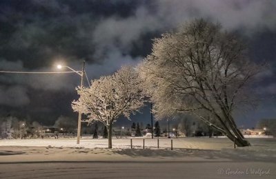 Snow-Coated Trees At Night 90D14600-4