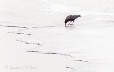 Crow On Ice DSCN89571