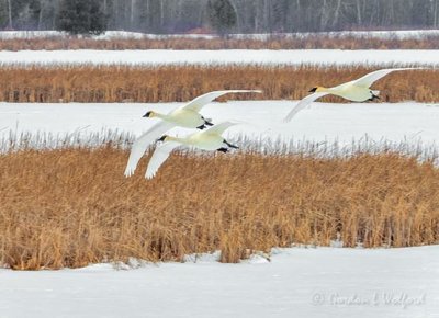 Three Trumpeter Swans In Flight Approaching DSCN89789