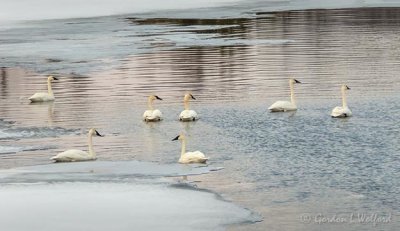 Seven Swans a-Swimming DSCN89780