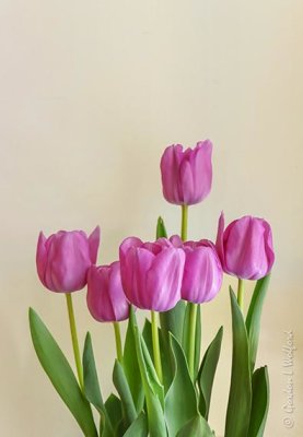Purple Tulips 90D14867