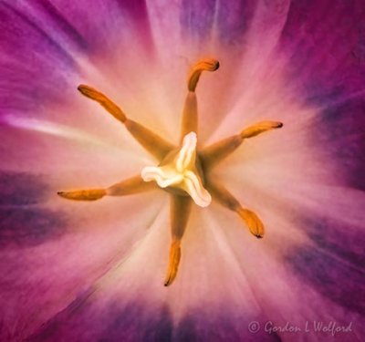 Purple Tulip Interior P1090182