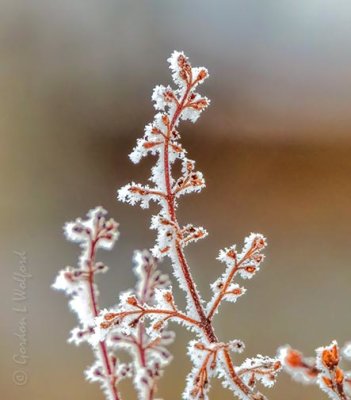Frosty Winter Lilac Branch DSCN90155