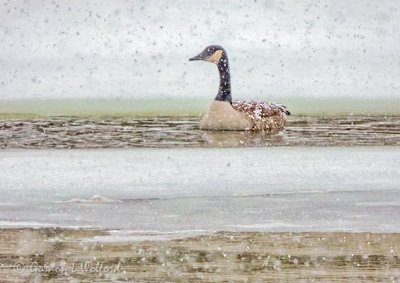 Snowy Goose In Falling Snow DSCN90264