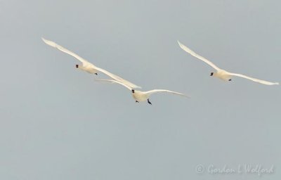 Three Trumpeter Swans In Flight Approaching DSCN89788