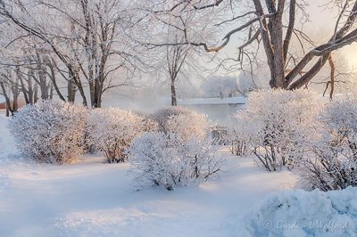 Frosty Lilac Bushes 90D15738-42