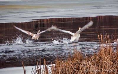 Two Tumpeter Swans Taking Flight DSCN91021