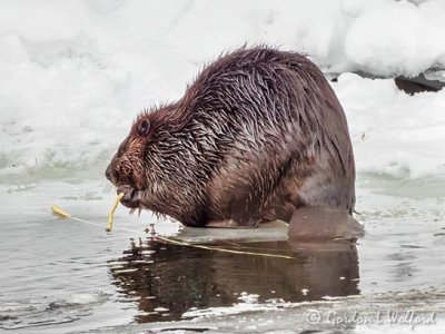 Beaver On Ice Dining DSCN90582