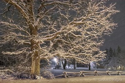Snowy Tree At Night 90D16741-4