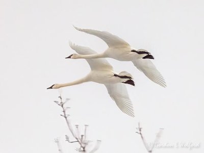 Two Trumpeter Swans In Flight DSCN91560