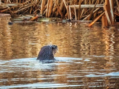Otter In The Water DSCN91651