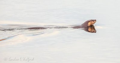 Otter In The Water DSCN91644