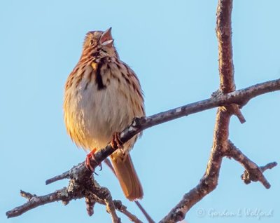 Song Sparrow Singing DSCN91845