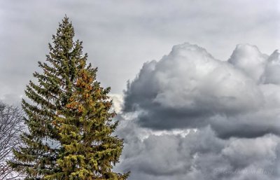 Clouds Beyond Pine Tree 90D18184