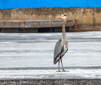 Great Blue Heron On Ice DSCN92308