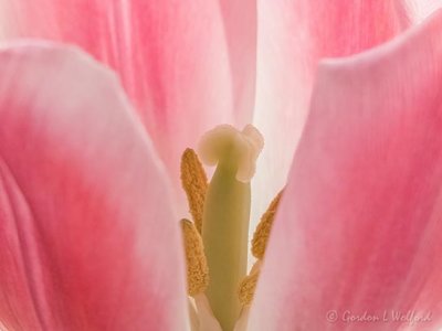 Pink Tulip Interior P1090267