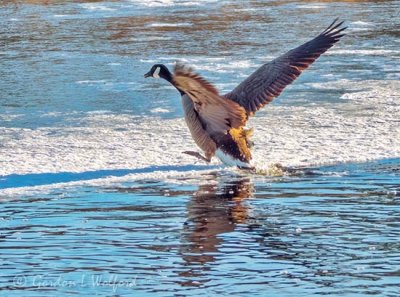 Goose Landing On Ice DSCN92521