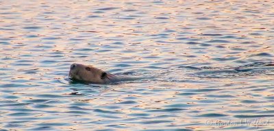 Swimming Beaver At Dawn 90D19035