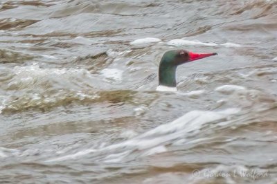 Male Common Merganser In Rough Water DSCN92983