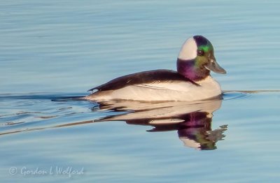 Male Bufflehead Duck DSCN93131