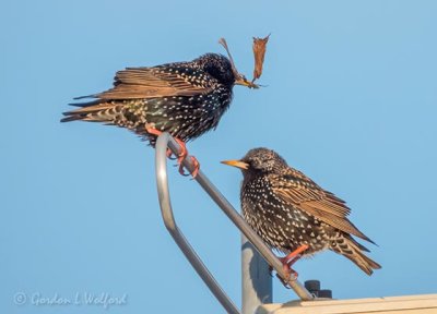 Starlings of Ontario