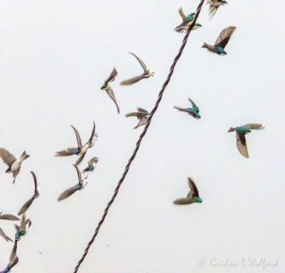 21 Tree Swallows Taking Flight DSCN93295