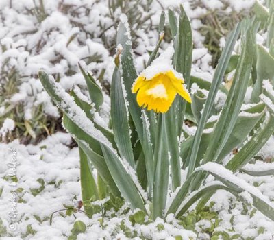 Daffodil In April Snow DSCN93488