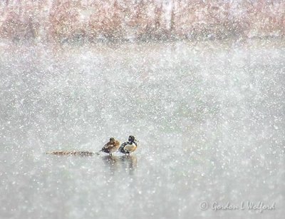 Ring-necked Duck Couple In April Snowfall 90D20054