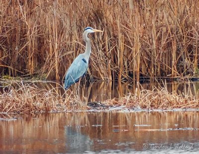 Great Blue Heron In The Swale DSCN93988