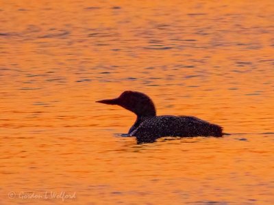 Common Loon At Dawn DSCN94091