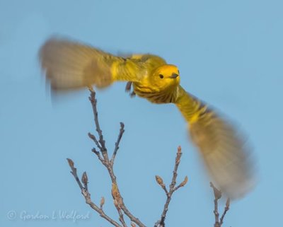 Yellow Warbler In Flight DSCN94789