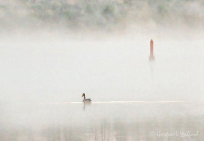 Goose In Mist At Dawn DSCN95366