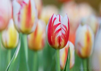 Canadian Tulip Festival 2022 Gallery