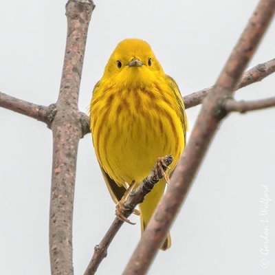 Male Yellow Warbler Stare Down DSCN96111