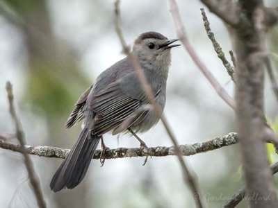 Gray Catbird Calling DSCN96333