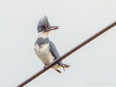 Kingfisher On A Wire With A Catch DSCN97152