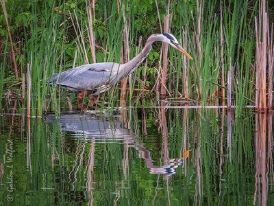 Great Blue Heron Reflected DSCN97111