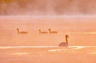 Mist Beyond Geese & Swan At Sunrise DSCN97377