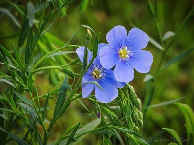 Two Blue Flowers DSCN97470