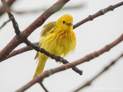 Ruffled Yellow Warbler DSCN97622