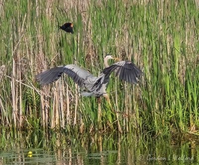 Red-winged Blackbird Mobbing A Great Blue Heron DSCN97690