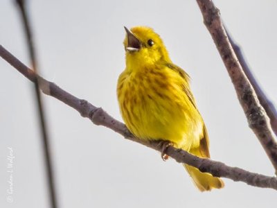 Yellow Warbler Warbling DSCN98415