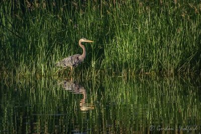Great Blue Heron In Grass Reflected 90D25800