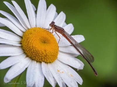 Damselfly On A Daisy DSCN98978