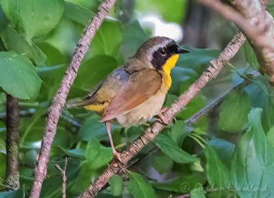 Male Common Yellowthroat DSCN99482